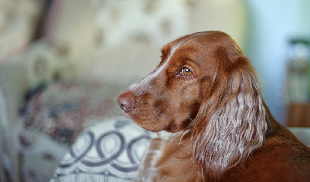 Коричневый спаниель смотрит вдаль