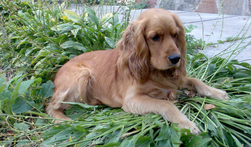 Коричневый спаниель на траве