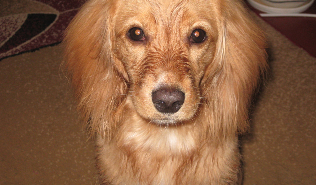 Горящие глаза спаниеля