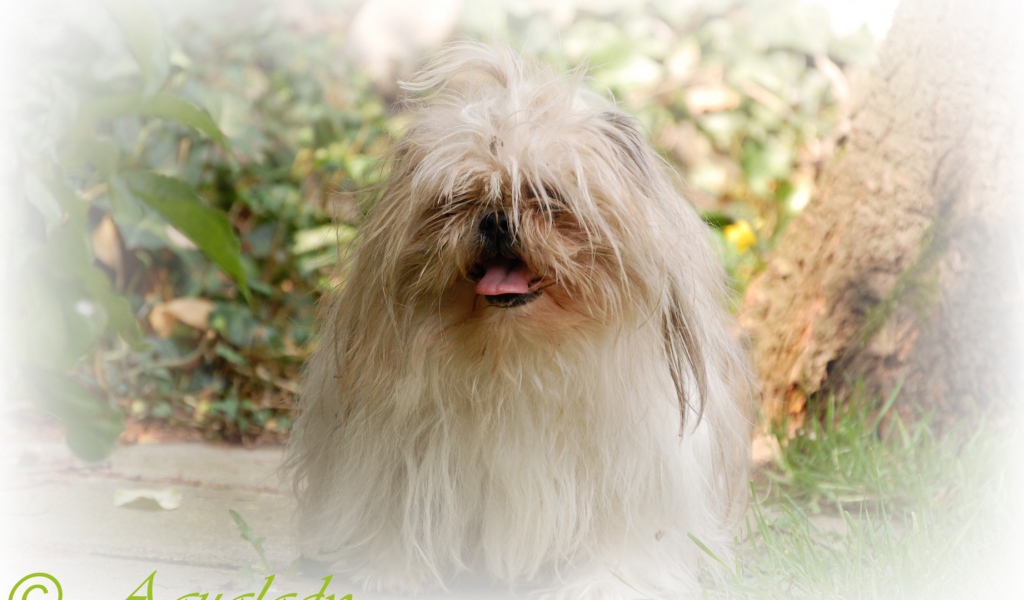 Открытка с псом шитцу