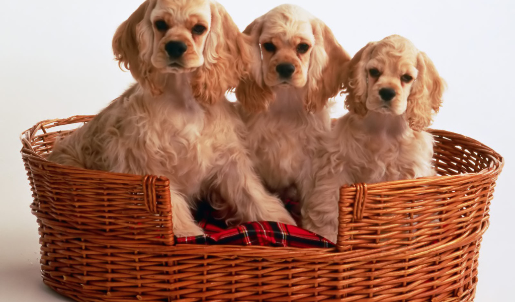 Корзина щенков спаниеля