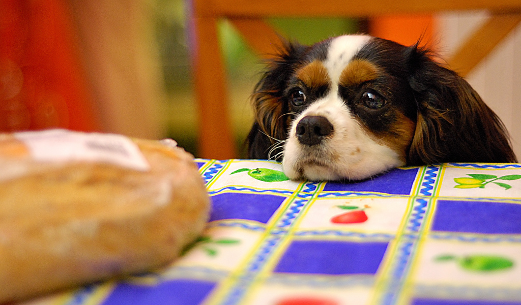 Кавалер кинг чарльз спаниель у стола