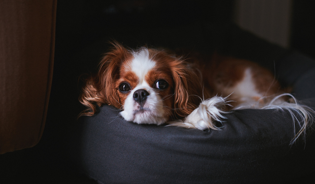 Кавалер кинг чарльз спаниель на пуфике