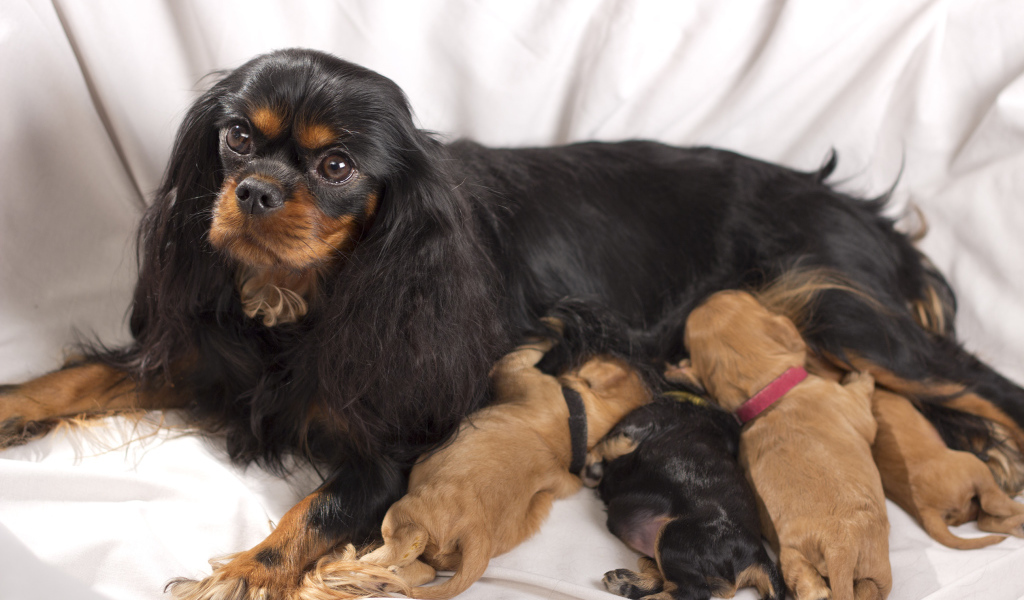 Кавалер кинг чарльз спаниель с щенками