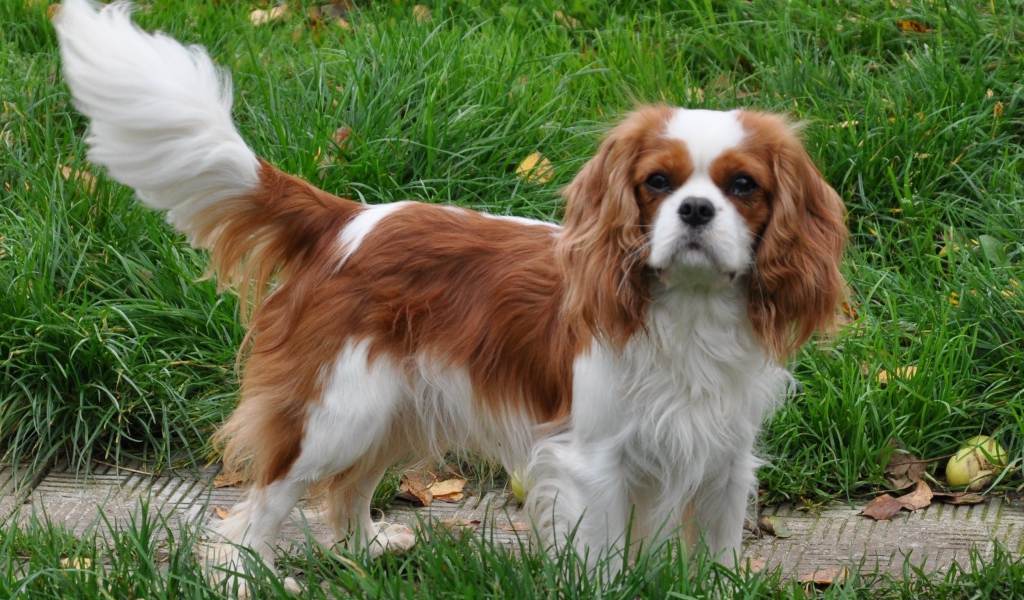 Кавалер кинг чарльз спаниель