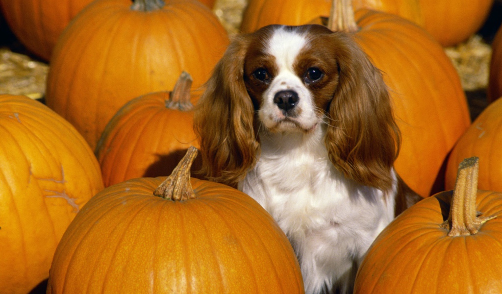 Кавалер Кинг Чарльз спаниель