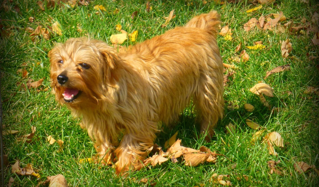 Веселый норфолк терьер