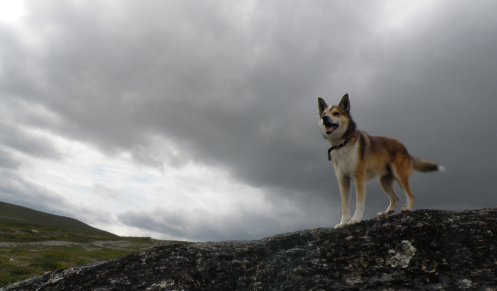 Веселый норвежский лундехунд