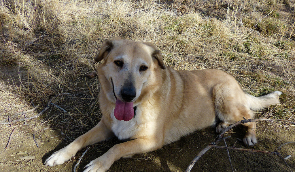 Веселая собака чинук