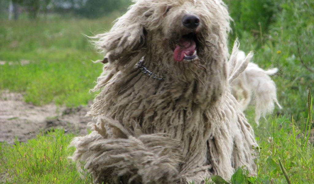 Веселый пес комондор