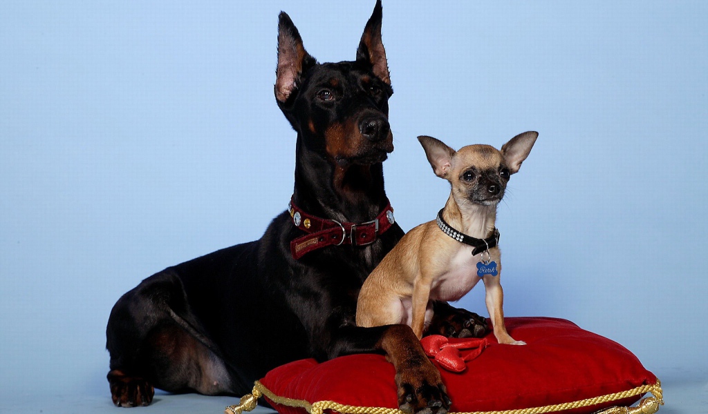 Чихуахуа и доберман