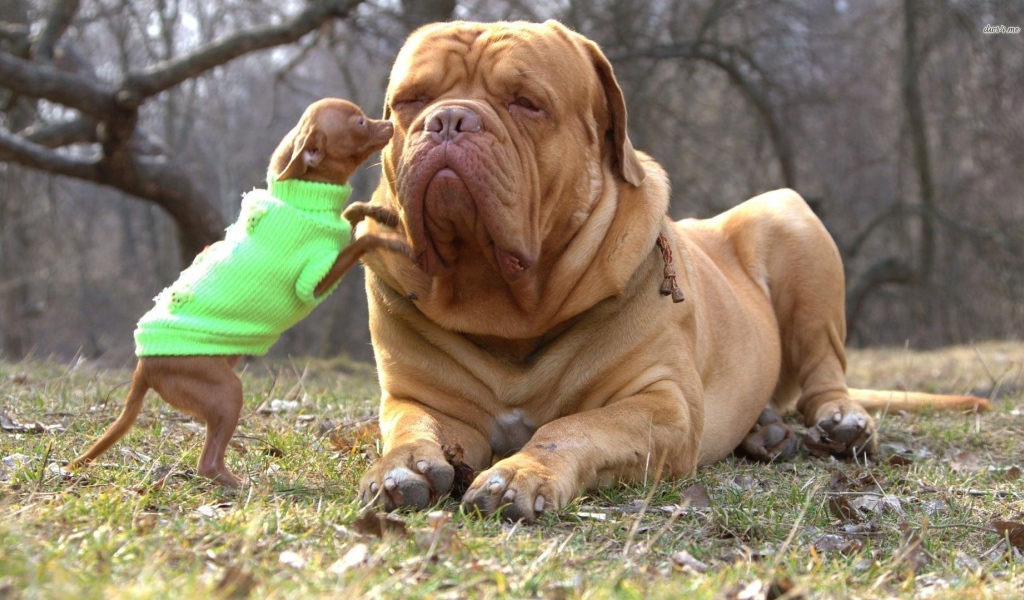 Чихуахуа и бульмастиф