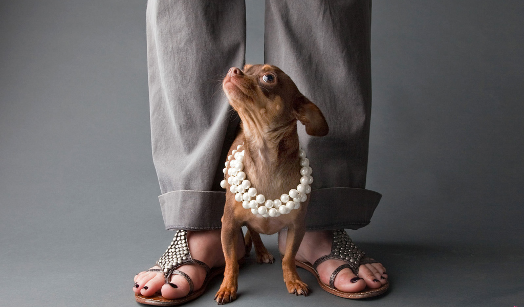 Чихуахуа у ног хозяйки