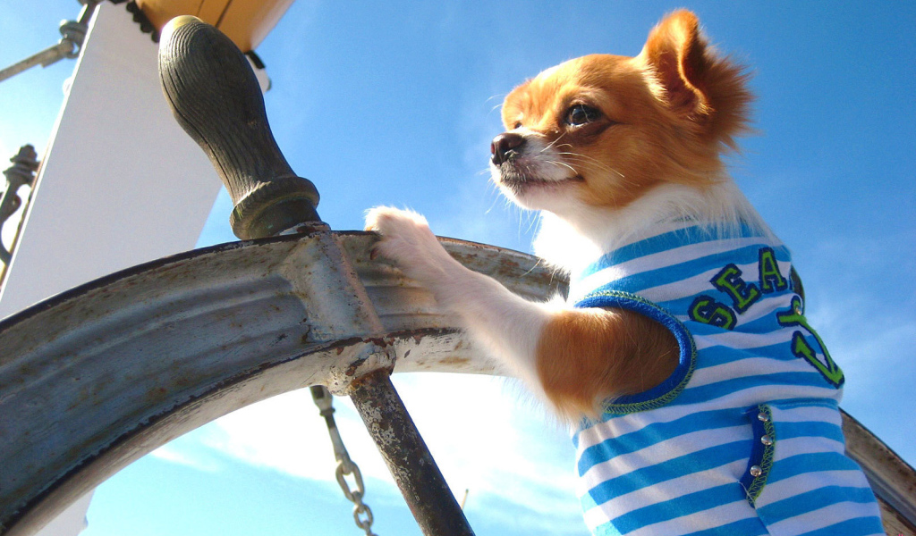 Чихуахуа капитан корабля