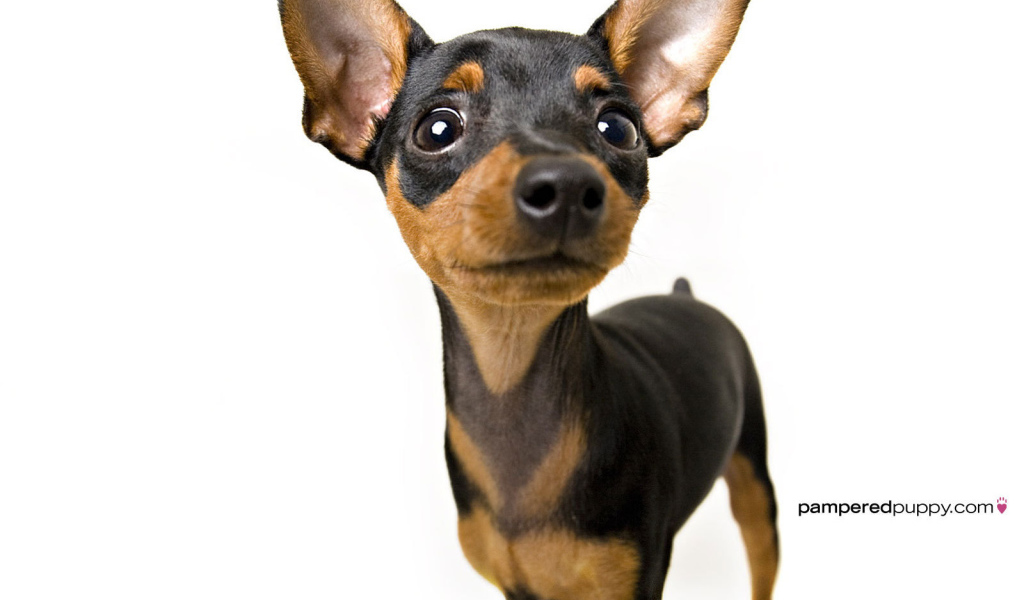 Собака чихуахуа смотрит вверх