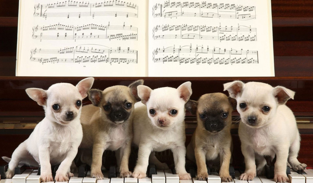 Собаки чихуахуа на пианино