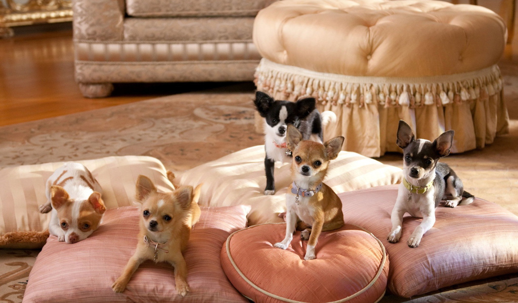 Собаки чихуахуа на подушках