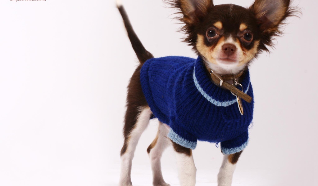 Чихуахуа в синем свитере