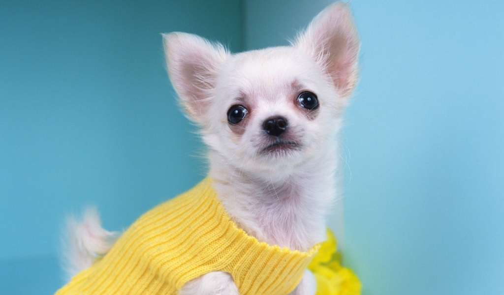 Чихуахуа в желтом свитере