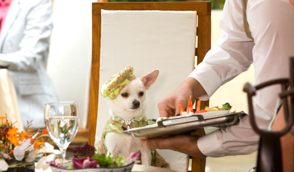 Чихуахуа в ресторане