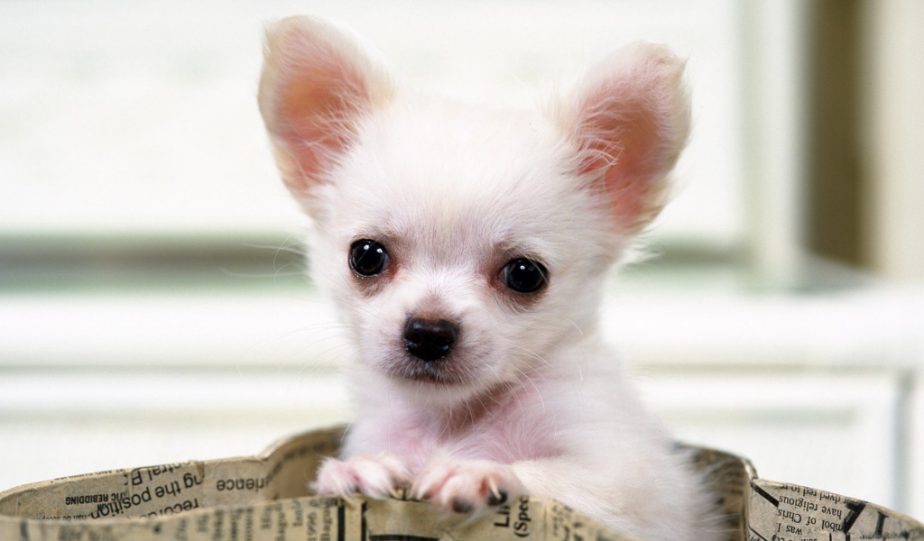 Чихуахуа выглядывает из сумки