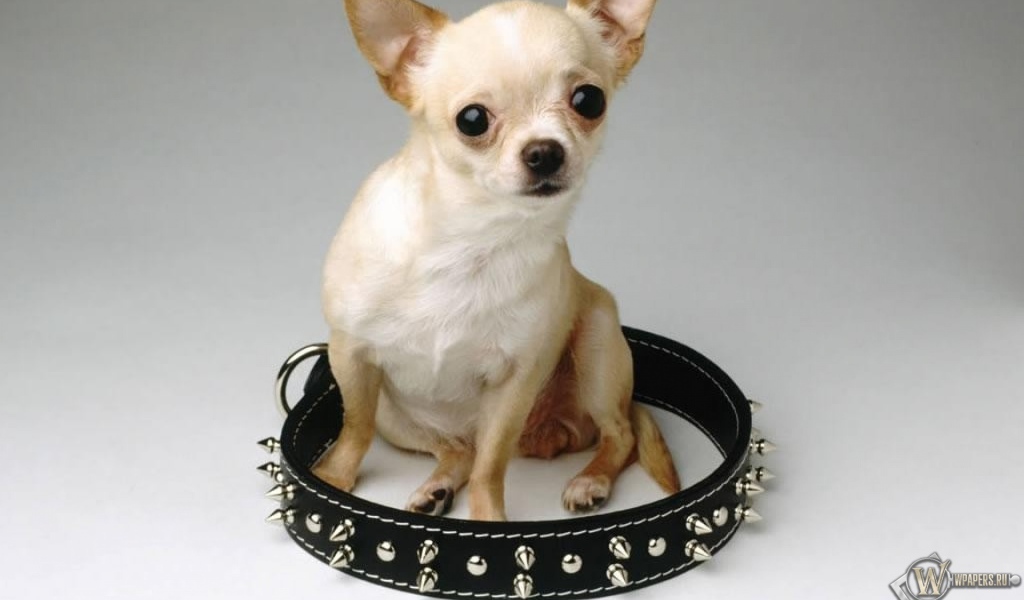 Чихуахуа сидит в ошейнике