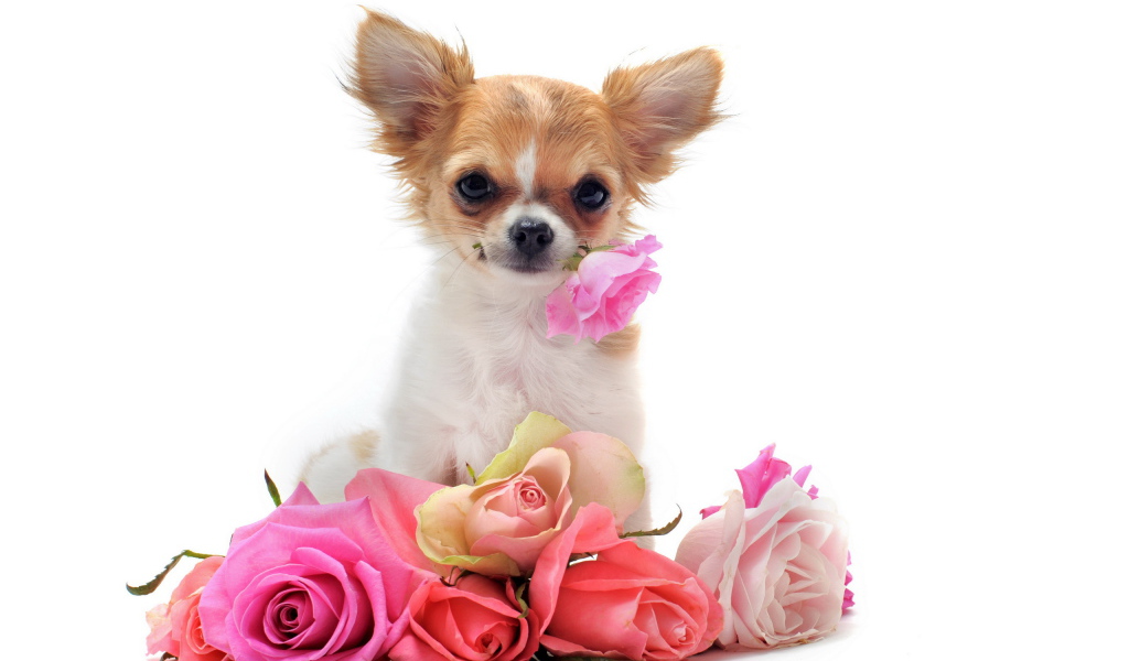 Чихуахуа с букетом роз