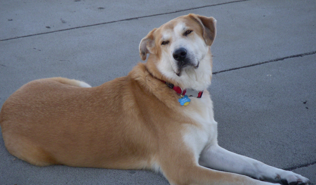 Порода собак чинук