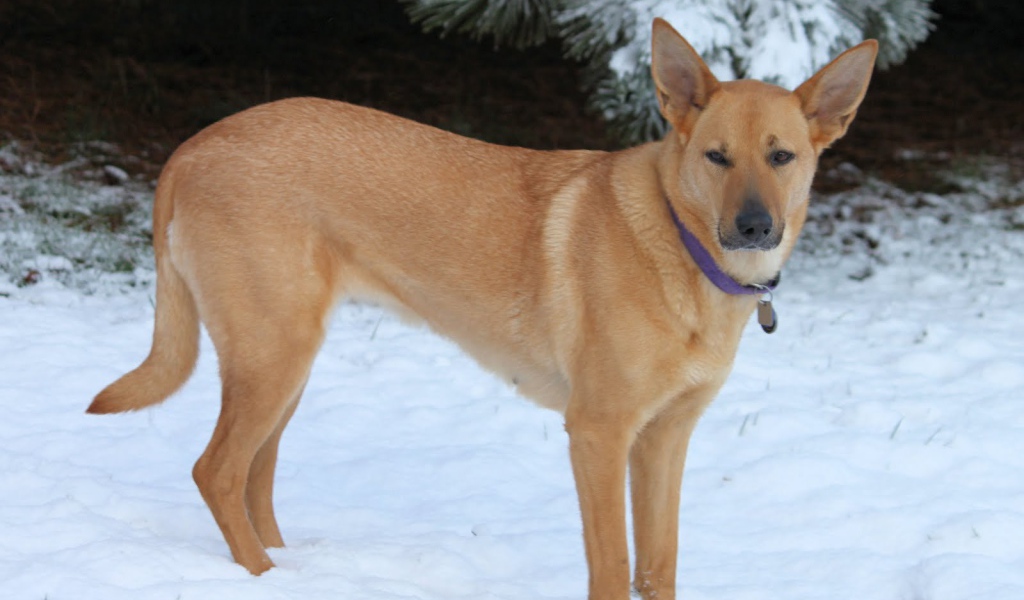 Чинук на снегу