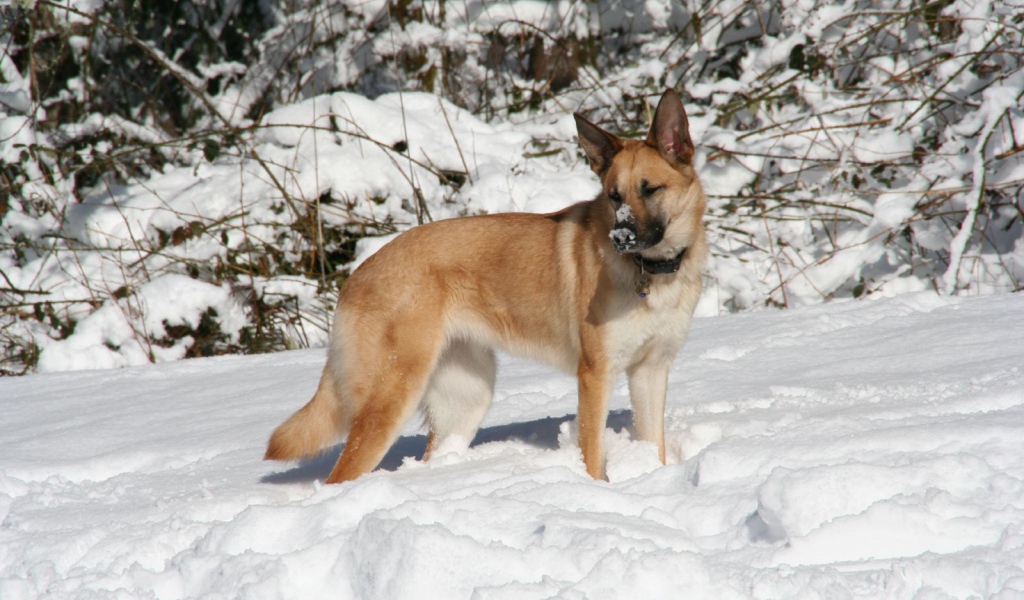 Чинук играет в снегу