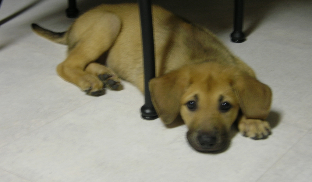 Щенок чинук на полу