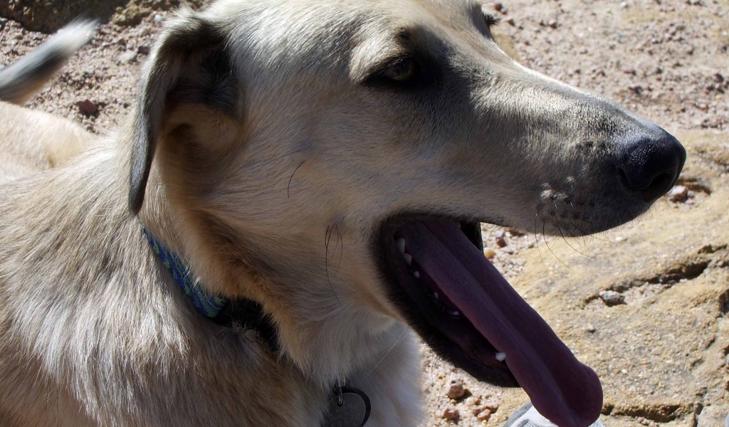 Чинук показал язык