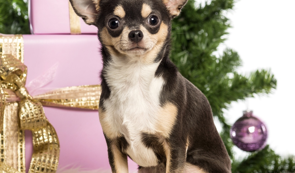 Новогодняя чихуахуа