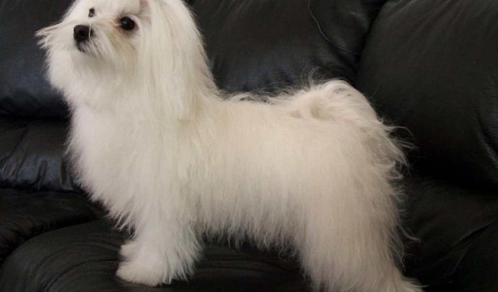 Коротко остриженная болонка