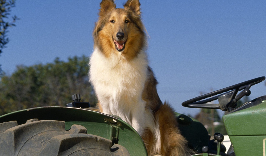 Собака колли на тракторе
