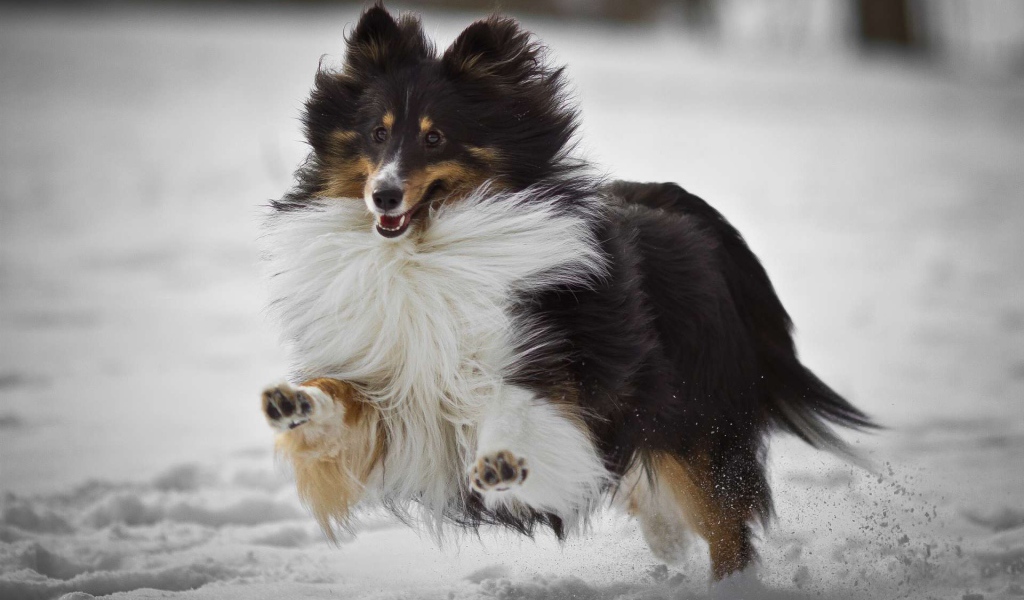 Collie dog running on snow