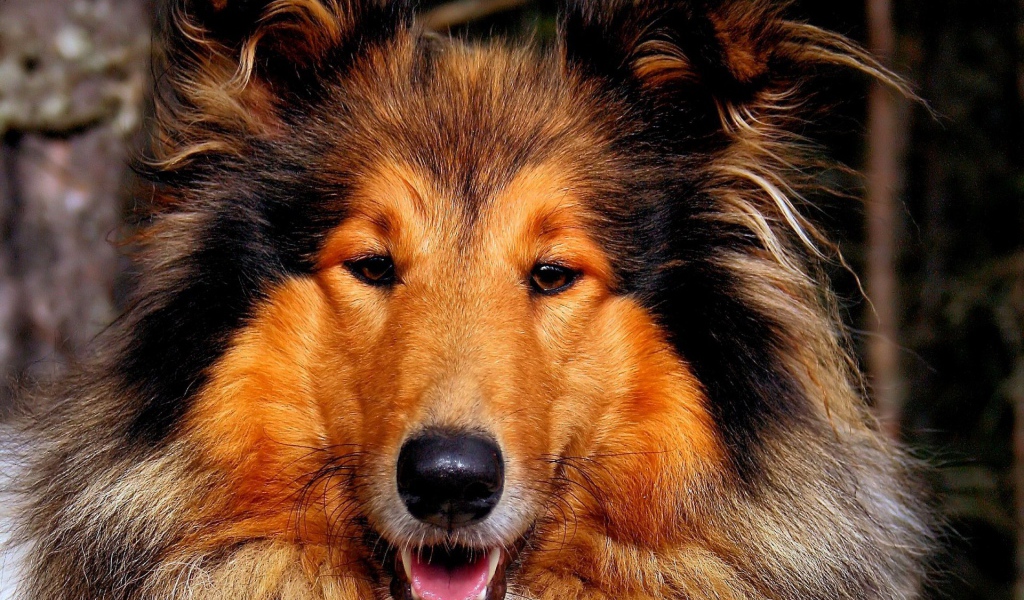 Собака колли улыбается