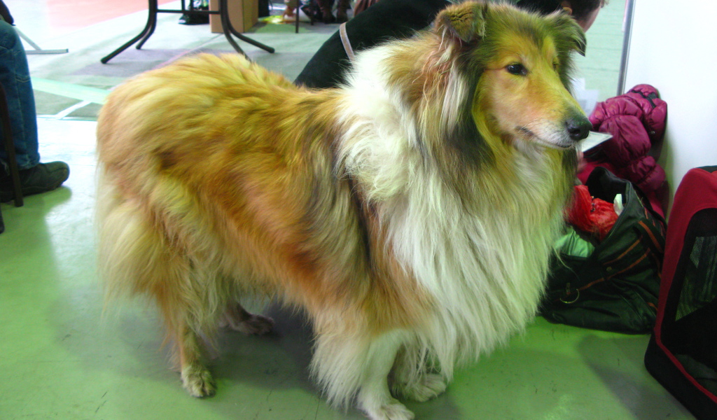 Колли в салоне красоты