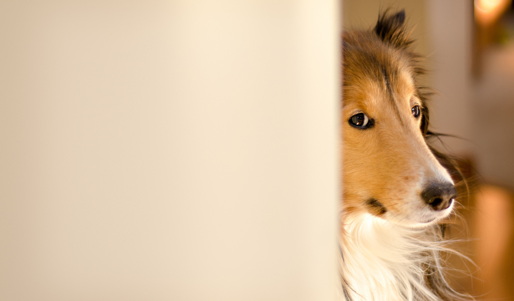 Колли выглядывает из-за стены