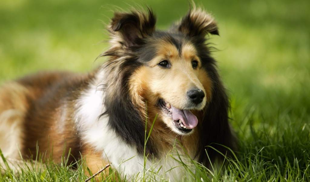 Колли лежит на траве