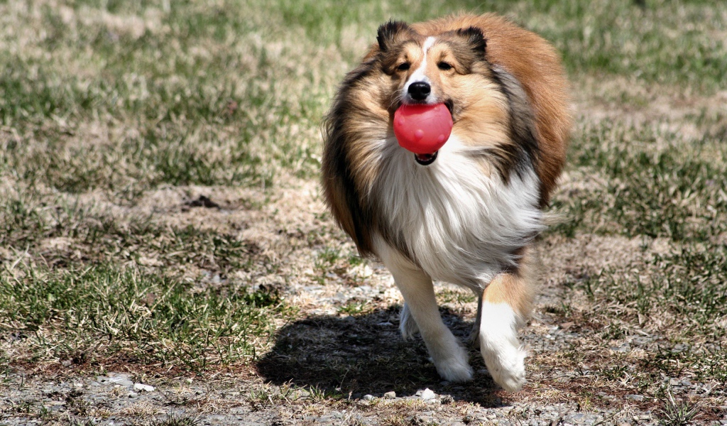 Колли играет с шариком