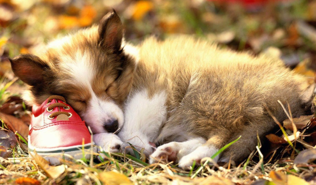 Щенок колли спит на тапке