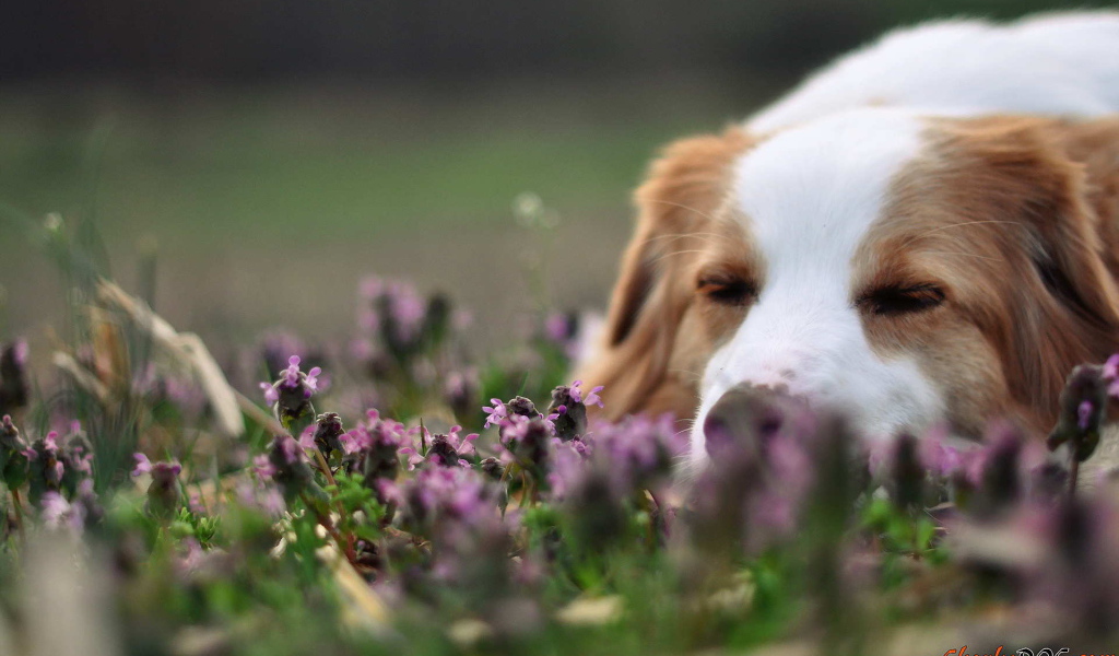Колли спит в цветах
