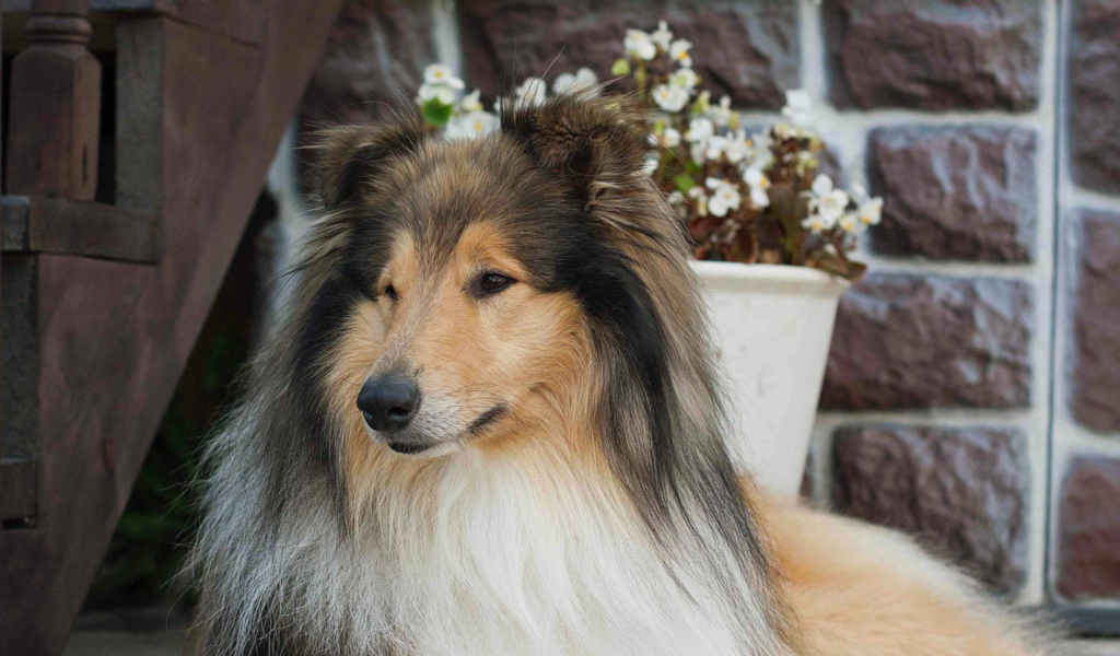 Колли с красивой прической