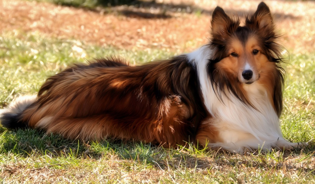 Колли на природе