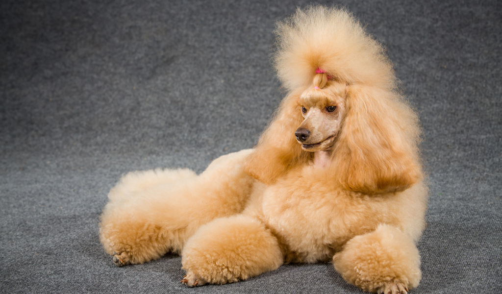 Причесанный пудель лежит