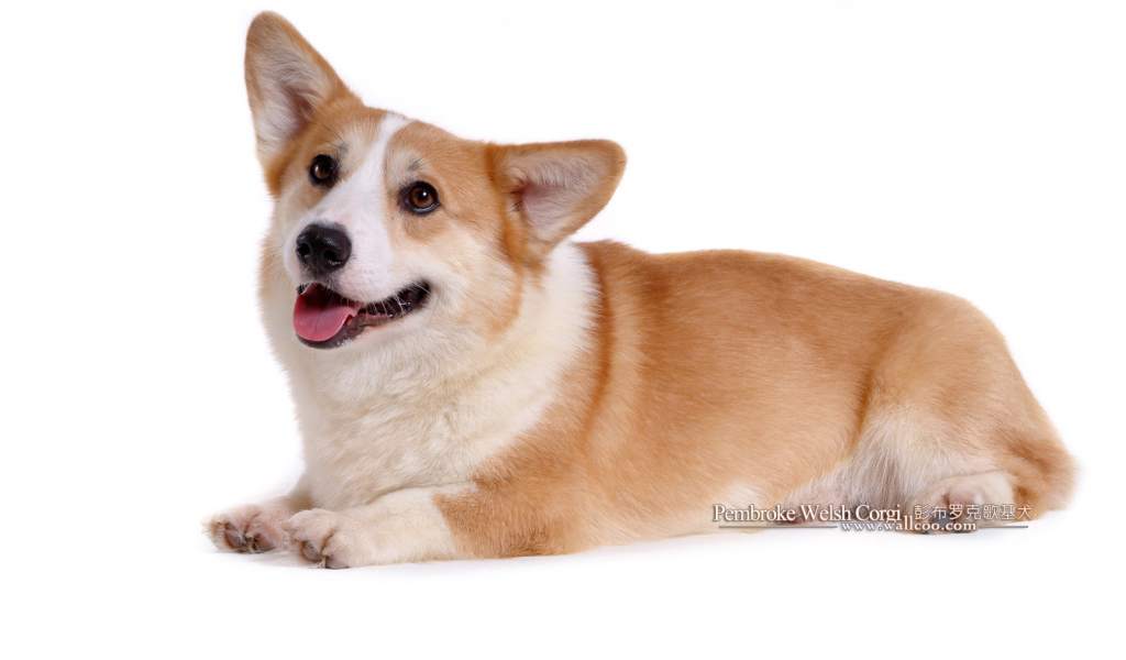 Собака вельш-корги лежит