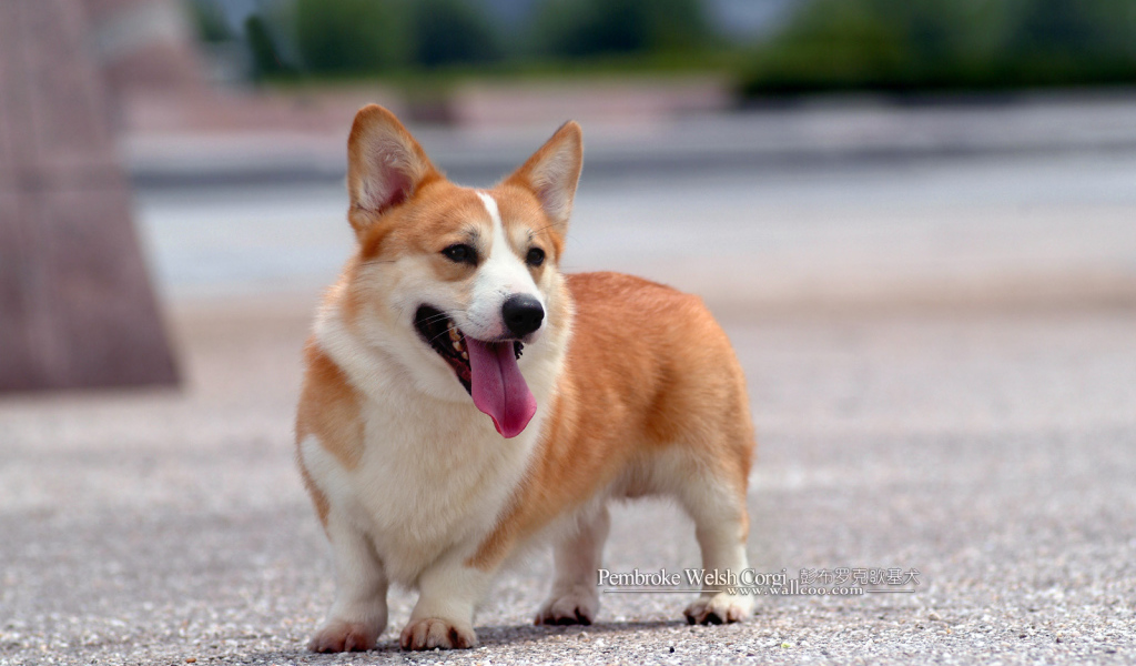 Собака вельш-корги на асфальте