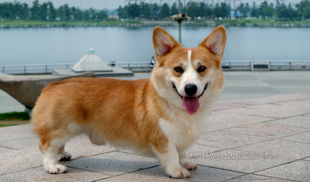 Пес вельш-корги показывает язык