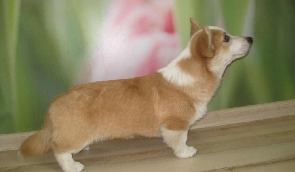 Пес вельш-корги стоит на подоконнике